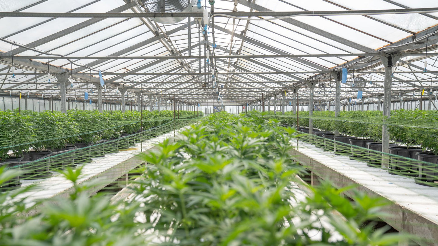 Greenhouse with Vibrant Plants Growing